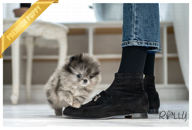 Rolly Teacup Puppies (PURCHASED by Nazerian) WOLFY - Pomeranian. M.