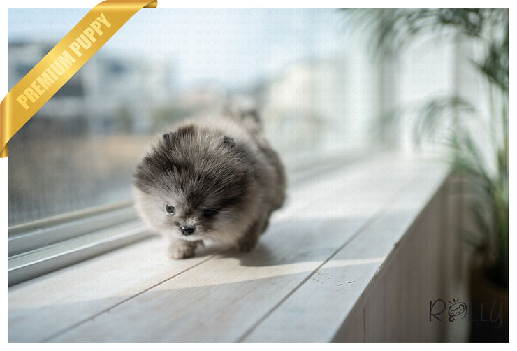 Rolly Teacup Puppies (PURCHASED by Nazerian) WOLFY - Pomeranian. M.