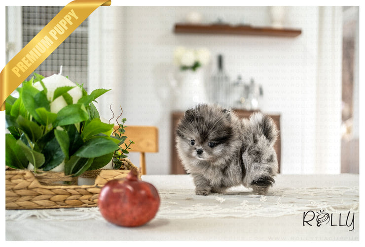 Rolly Teacup Puppies (PURCHASED by Nazerian) WOLFY - Pomeranian. M.