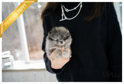 Rolly Teacup Puppies (PURCHASED by Nazerian) WOLFY - Pomeranian. M.