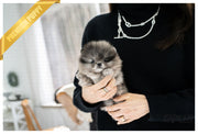 Rolly Teacup Puppies (PURCHASED by Nazerian) WOLFY - Pomeranian. M.