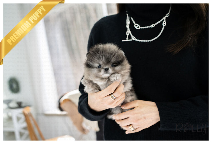 Rolly Teacup Puppies (PURCHASED by Nazerian) WOLFY - Pomeranian. M.
