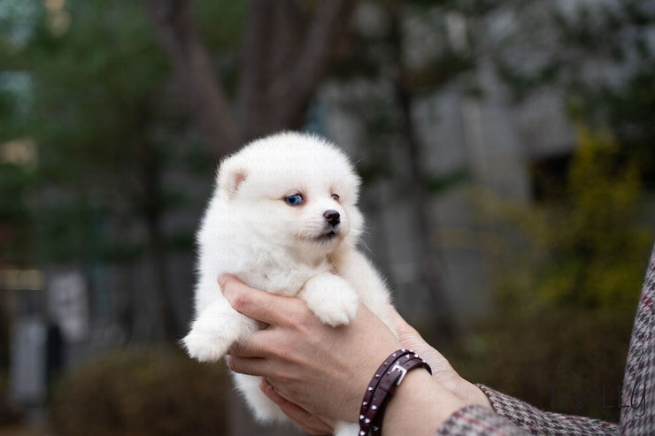 Rolly Teacup Puppies (PURCHASED by Hernandez) BLISS - Pomsky. F.