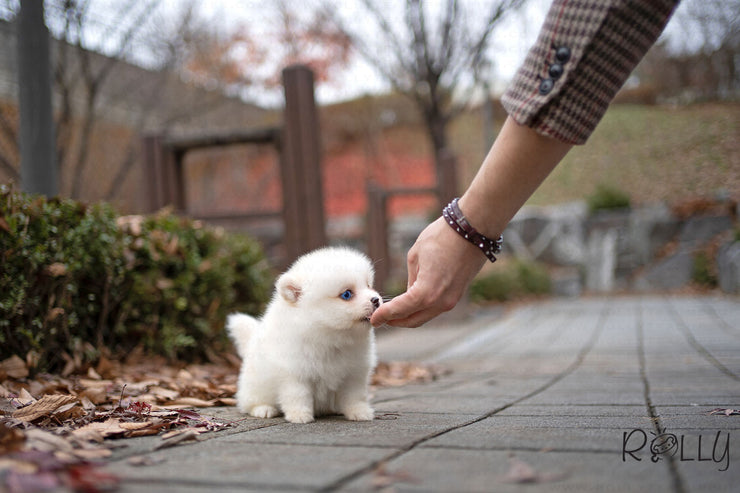 Rolly Teacup Puppies (PURCHASED by Hernandez) BLISS - Pomsky. F.