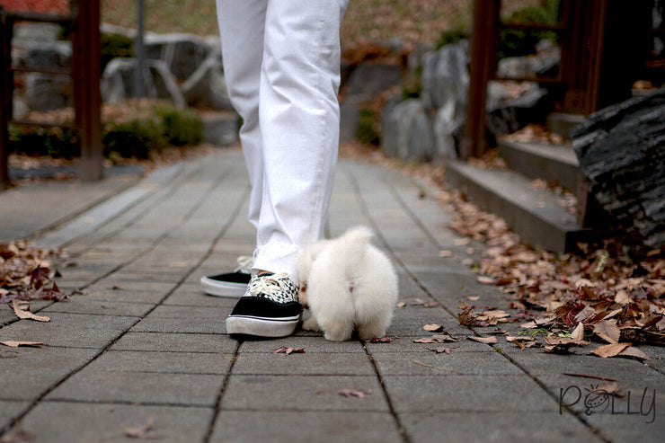 Rolly Teacup Puppies (PURCHASED by Hernandez) BLISS - Pomsky. F.