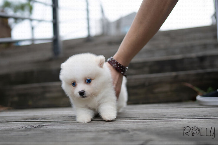 Rolly Teacup Puppies (PURCHASED by Hernandez) BLISS - Pomsky. F.