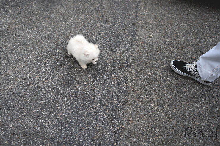 Rolly Teacup Puppies (PURCHASED by Hernandez) BLISS - Pomsky. F.