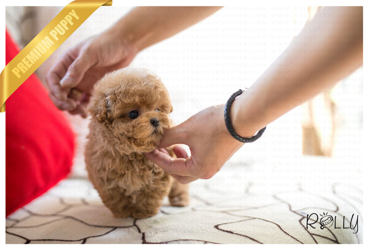 Rolly Teacup Puppies (Purchased by Waring)Waffle - Poochon. F.