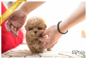 Rolly Teacup Puppies (Purchased by Waring)Waffle - Poochon. F.