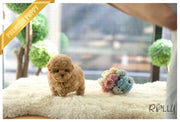 Rolly Teacup Puppies (Purchased by Waring)Waffle - Poochon. F.