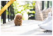 Rolly Teacup Puppies (Purchased by Waring)Waffle - Poochon. F.