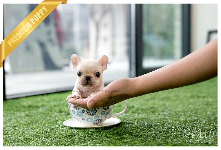 Rolly Teacup Puppies (SOLD to Marano) Winnie - French. M.