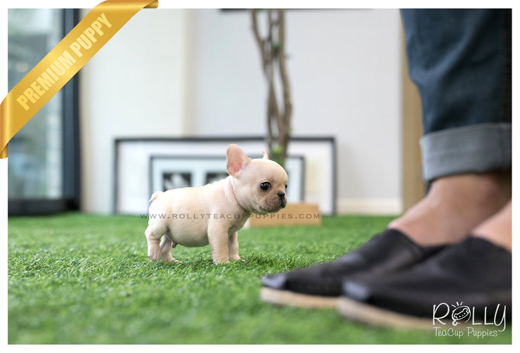 Rolly Teacup Puppies (SOLD to Marano) Winnie - French. M.