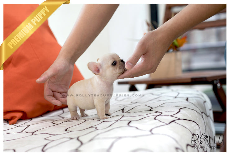 Rolly Teacup Puppies (SOLD to Marano) Winnie - French. M.