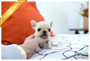 Rolly Teacup Puppies (SOLD to Marano) Winnie - French. M.