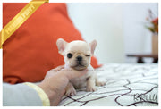 Rolly Teacup Puppies (SOLD to Marano) Winnie - French. M.