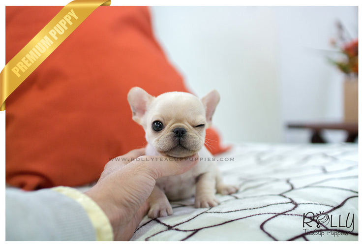 Rolly Teacup Puppies (SOLD to Marano) Winnie - French. M.