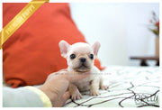Rolly Teacup Puppies (SOLD to Marano) Winnie - French. M.