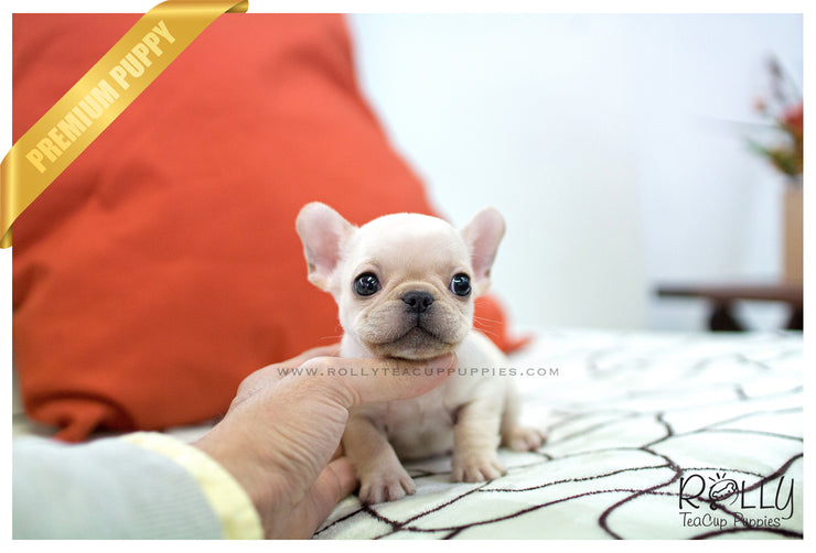 Rolly Teacup Puppies (SOLD to Marano) Winnie - French. M.