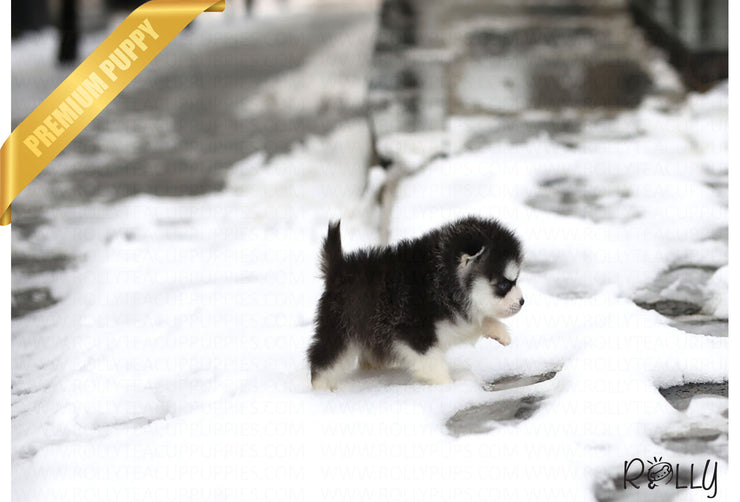 Rolly Teacup Puppies (Purchased by Alexa) Winston - Pomsky. M.