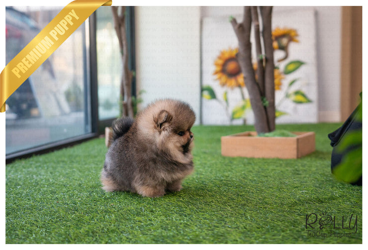 Rolly Teacup Puppies (Purchased by Jones) Wolfy - Pomeranian. M.