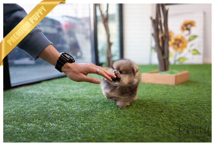 Rolly Teacup Puppies (Purchased by Jones) Wolfy - Pomeranian. M.