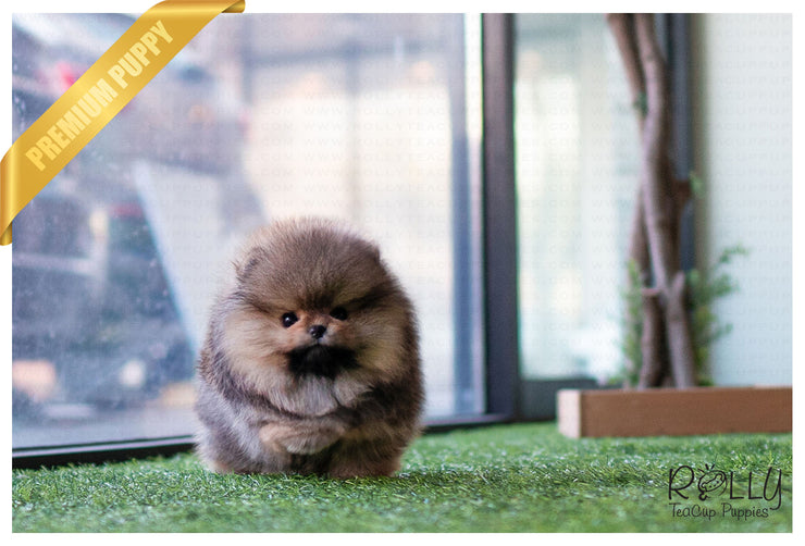 Rolly Teacup Puppies (Purchased by Jones) Wolfy - Pomeranian. M.