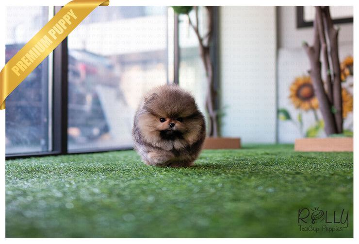 Rolly Teacup Puppies (Purchased by Jones) Wolfy - Pomeranian. M.