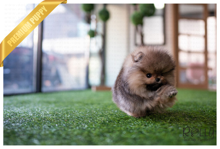 Rolly Teacup Puppies (Purchased by Jones) Wolfy - Pomeranian. M.