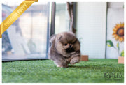 Rolly Teacup Puppies (Purchased by Jones) Wolfy - Pomeranian. M.