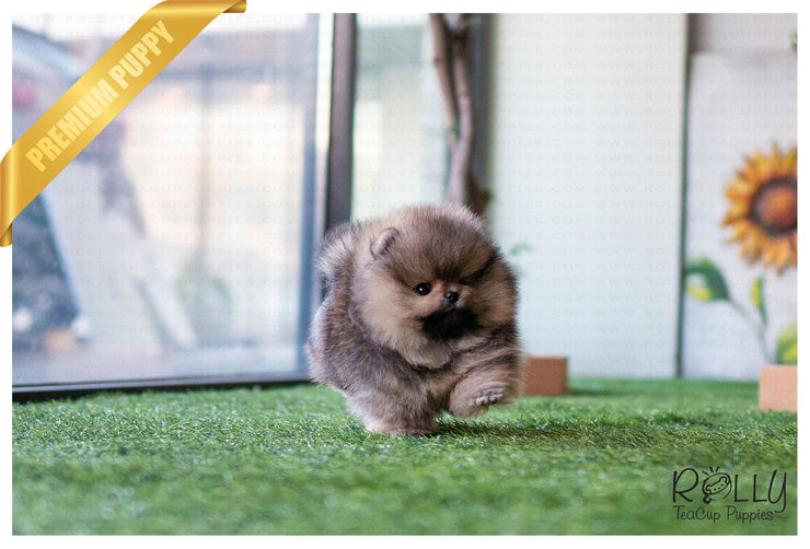 Rolly Teacup Puppies (Purchased by Jones) Wolfy - Pomeranian. M.