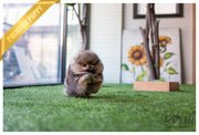 Rolly Teacup Puppies (Purchased by Jones) Wolfy - Pomeranian. M.