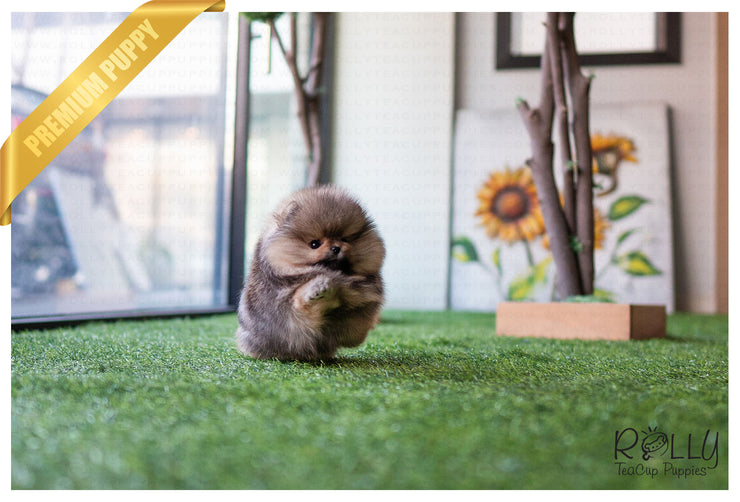 Rolly Teacup Puppies (Purchased by Jones) Wolfy - Pomeranian. M.