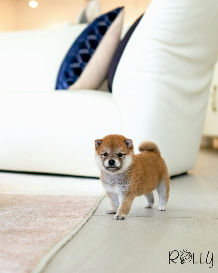 Rolly Teacup Puppies YUKI - FEMALE (PURCHASED by ABUL).