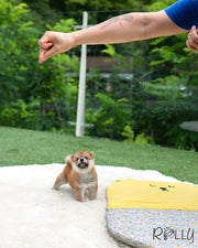 Rolly Teacup Puppies YUKI - FEMALE (PURCHASED by ABUL).