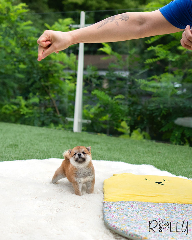 Rolly Teacup Puppies YUKI - FEMALE (PURCHASED by ABUL).