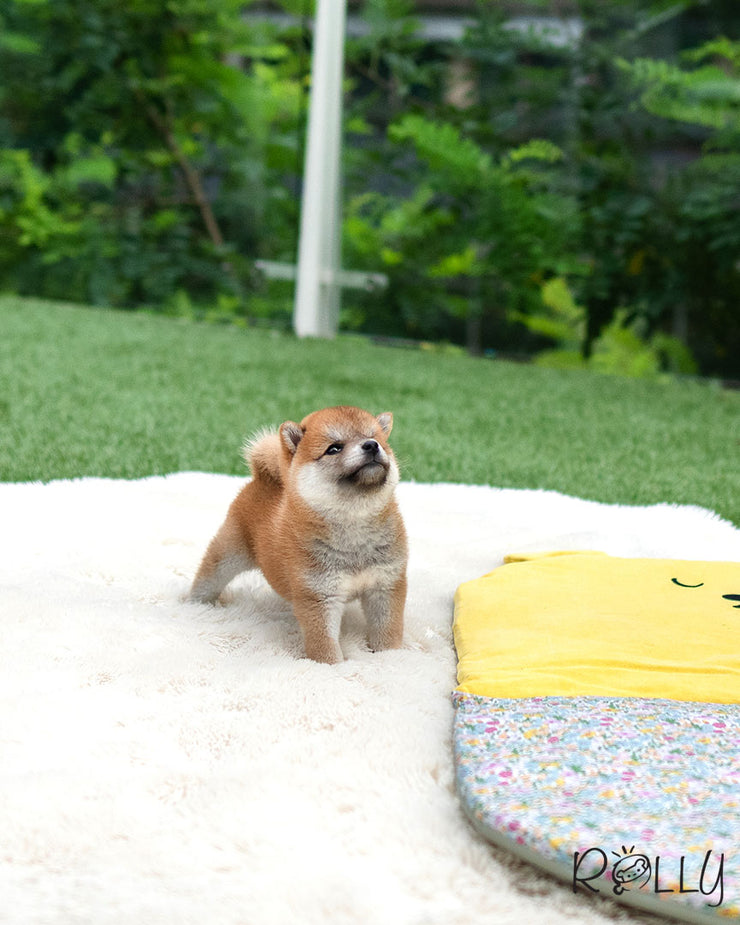 Rolly Teacup Puppies YUKI - FEMALE (PURCHASED by ABUL).