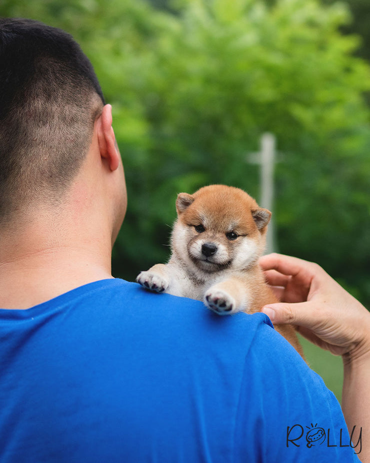 Rolly Teacup Puppies YUKI - FEMALE (PURCHASED by ABUL).