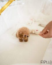 Rolly Teacup Puppies YURI - FEMALE (PURCHASED by SETH).