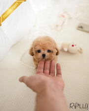 Rolly Teacup Puppies YURI - FEMALE (PURCHASED by SETH).