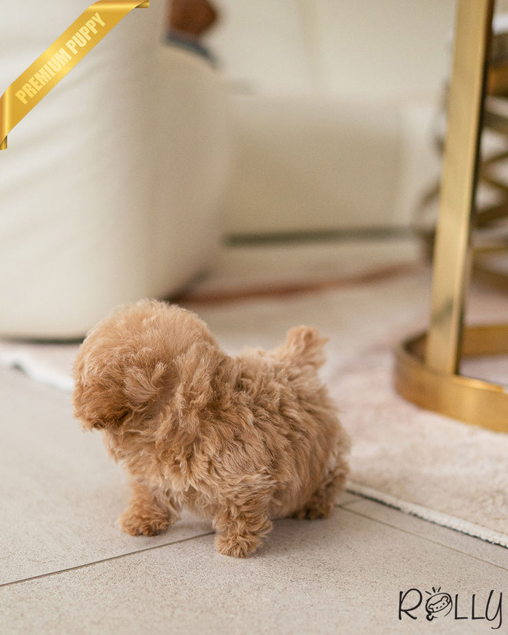 Rolly Teacup Puppies YURI - FEMALE (PURCHASED by SETH).