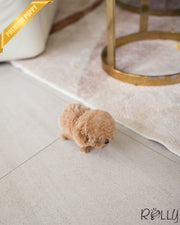 Rolly Teacup Puppies YURI - FEMALE (PURCHASED by SETH).