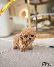 Rolly Teacup Puppies YURI - FEMALE (PURCHASED by SETH).