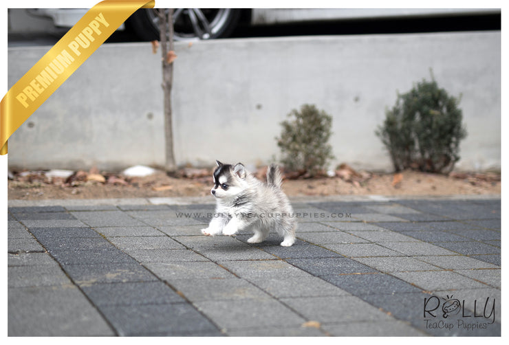 Rolly Teacup Puppies (SOLD to Aitelli) Yeti - Pomsky. M.