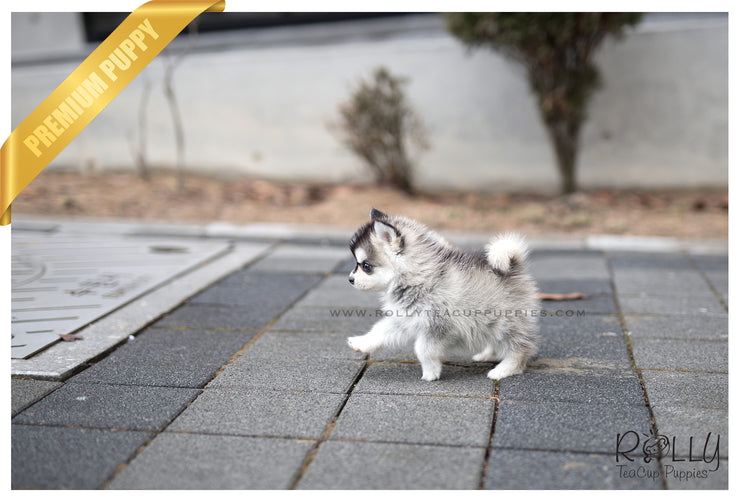 Rolly Teacup Puppies (SOLD to Aitelli) Yeti - Pomsky. M.