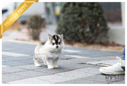 Rolly Teacup Puppies (SOLD to Aitelli) Yeti - Pomsky. M.