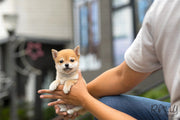 Rolly Teacup Puppies (SOLD to Kyu) Yuki - Shiba Inu. F.