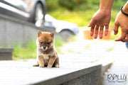 Rolly Teacup Puppies (Purchased by Dany O) Yuki - Shiba. F.