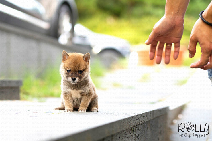 Rolly Teacup Puppies (Purchased by Dany O) Yuki - Shiba. F.