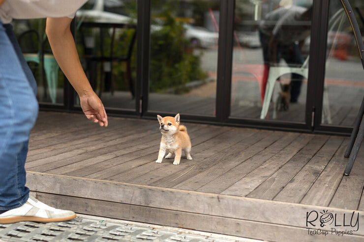 Rolly Teacup Puppies (SOLD to Kyu) Yuki - Shiba Inu. F.